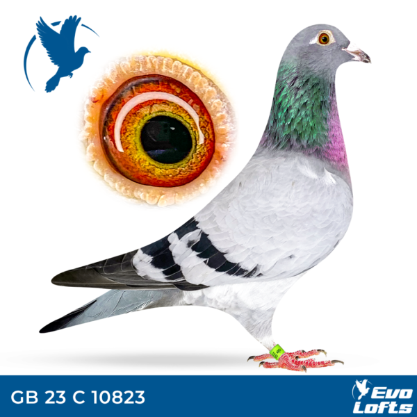 GB 23 C 10823 Delbar Hen