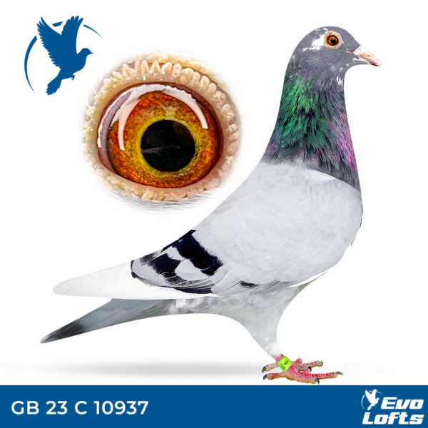 GB 23 C 10937 Delbar Hen