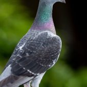 flock-speed-racing-pigeon-bird-flying-against-clear-blue-sky