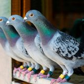 pigeon-racing-home-loft